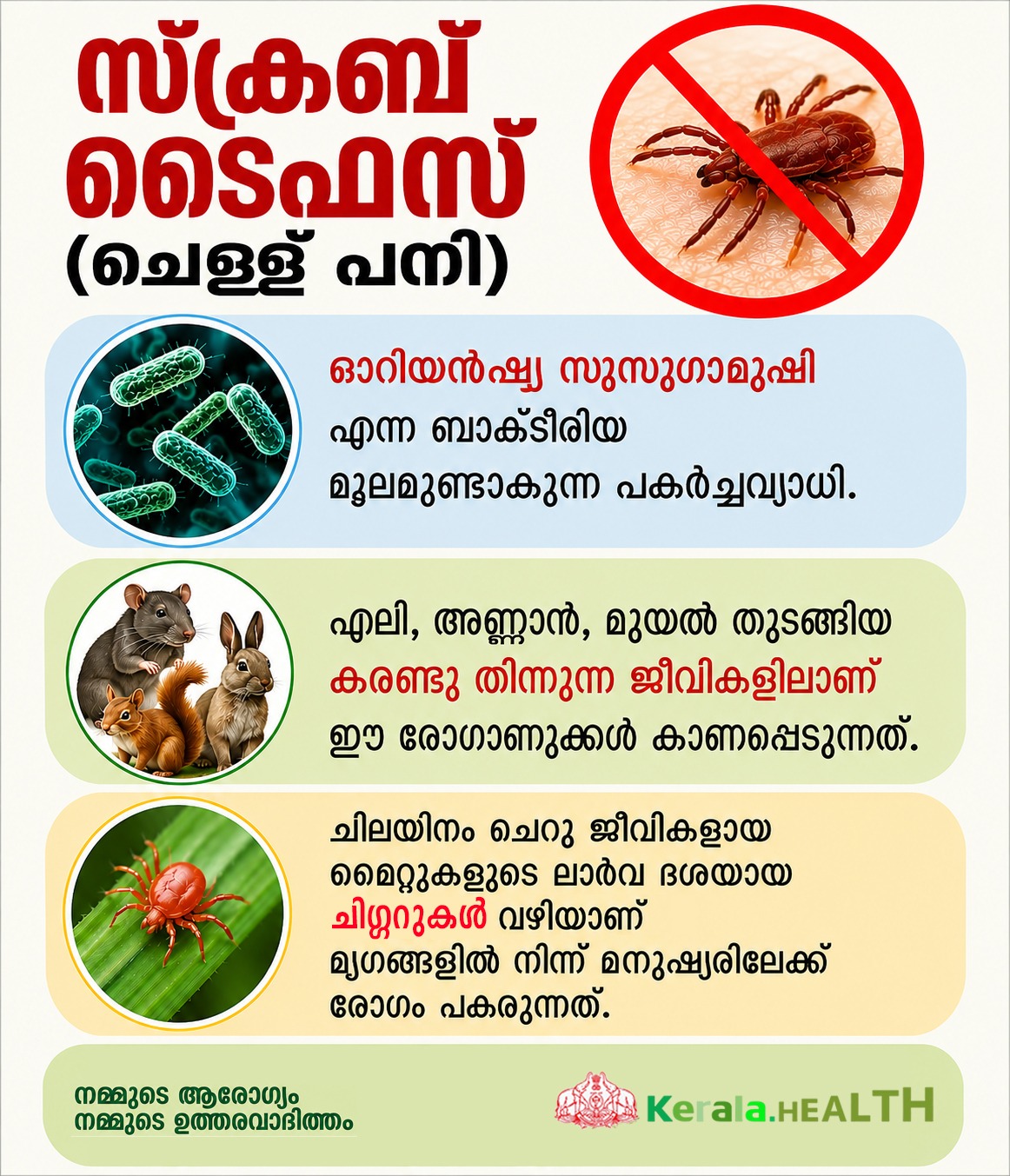 സ്ക്രബ് ടൈഫസ്