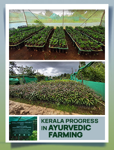 Quality_Medicinal_Plant_Seedlings:_Advancing_Kerala's_Ayurvedic_Cultivation